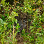 Habitat Management Strategies to Reduce Wildlife Predation Predators are an inevitable factor in most landscapes, but their impacts on certain species they use