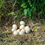 Mississippi urges landowners to participate in No Mow May to support wildlife Photos from Mississippi Department of Wildlife, Fisheries, and Parks's post