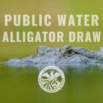 Mississippi opens alligator season draw application in June Mark your calendars!