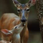 Mississippi wildlife officials urge public to leave young animals alone Photos from Mississippi Department of Wildlife, Fisheries, and Parks's post