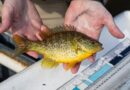 Mississippi Fish Fact: Redear Sunfish Known as ‘Shellcracker’ Photos from Mississippi Department of Wildlife, Fisheries, and Parks's post