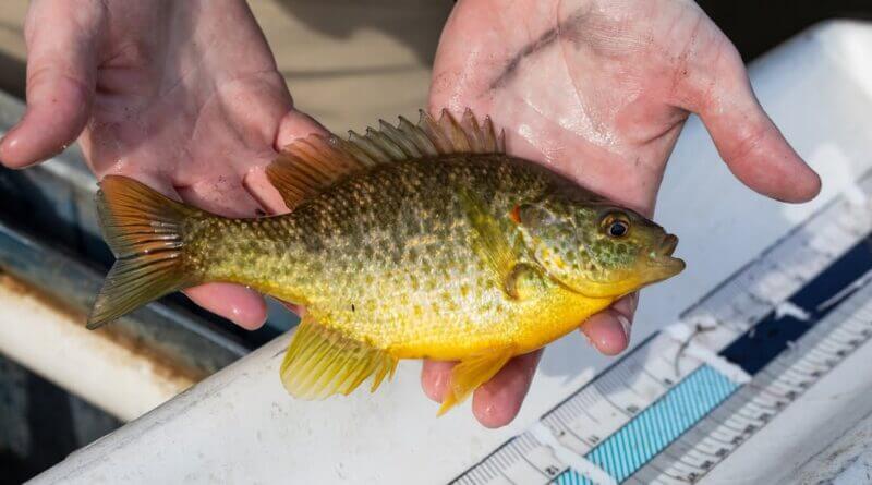 Mississippi Fish Fact: Redear Sunfish Known as ‘Shellcracker’ Photos from Mississippi Department of Wildlife, Fisheries, and Parks's post