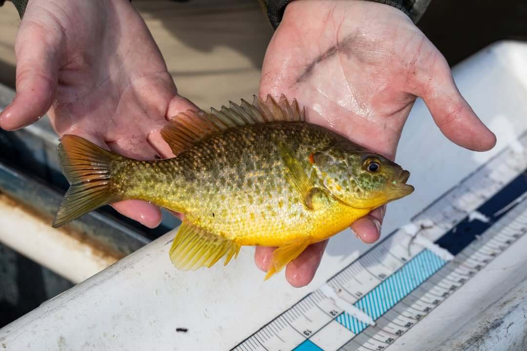 Mississippi Fish Fact: Redear Sunfish Known as 'Shellcracker ...
