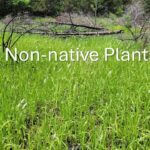 Mississippi wildlife officials highlight importance of native plants for habitat health Photos from Mississippi Department of Wildlife, Fisheries, and Parks's post