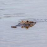Florida to Host Live Q&A on Alligator Hunting Regulations Get ready for gator season!