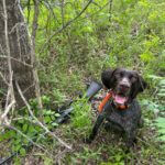Mississippi K9 Unit assists in turkey season trespassing and hunting case During turkey season, MDWFP’s K9 Unit assisted with a trespassing and hunting investigation in Tunic