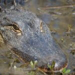 Alligator season info video to replace live Q&A next week Update! 🐊