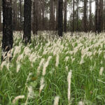 Mississippi Wildlife Officials Highlight Invasive Plant Threats to Habitat Photos from Mississippi Department of Wildlife, Fisheries, and Parks's post