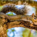 Mississippi's 2026 spring squirrel season ends June 1 The 2026 spring squirrel season wraps up next Monday, June 1!