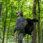Mississippi sets spring turkey harvest record with nearly 18,000 birds MDWFP recorded a record-breaking 17,907 turkeys harvested during the 2026 spring season through Game