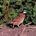 Mississippi quail populations monitored through call counts and public reports Bobwhite quail populations may have declined over the past several decades, but some people are stil