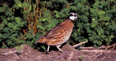 Mississippi quail populations monitored through call counts and public reports Bobwhite quail populations may have declined over the past several decades, but some people are stil