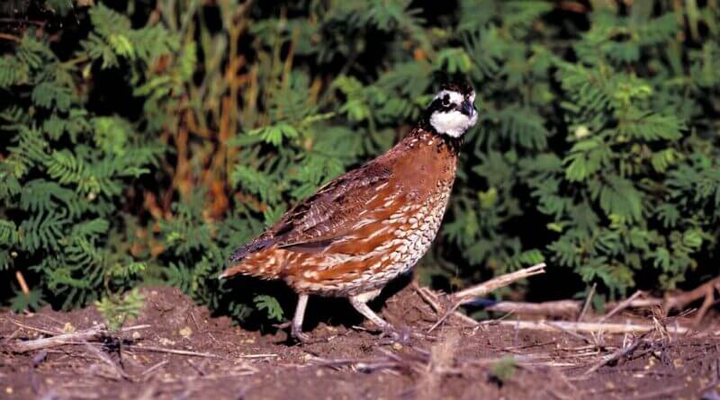Mississippi quail populations monitored through call counts and public reports Bobwhite quail populations may have declined over the past several decades, but some people are stil