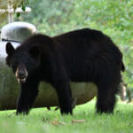 Black bears in Mississippi roam amid human settlements, MDWFP urges caution Bears are on the move in Mississippi!