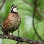 Mississippi wildlife agency works to restore bobwhite quail habitat MDWFP works on both public and private lands across Mississippi to promote healthy habitat managemen
