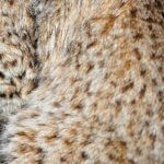 Mississippi Wildlife Agency Shares Clues to Native Species Photos from Mississippi Department of Wildlife, Fisheries, and Parks's post