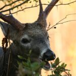 White-tailed deer eat over 400 plant species in Southeastern U.S. Did you know that white-tailed deer consume over 400 different species of plants in the Southeastern