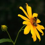 Pollinator Week Highlights Importance of Bees and Other Pollinators Photos from Mississippi Department of Wildlife, Fisheries, and Parks's post