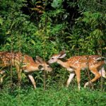 Studies Reveal Complex Insights into Wildlife Management Over Past Decade Photos from Mississippi Department of Wildlife, Fisheries, and Parks's post