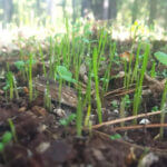 Mississippi Wildlife Officials Recommend October for Fall Food Plot Planting Photos from Mississippi Department of Wildlife, Fisheries, and Parks's post