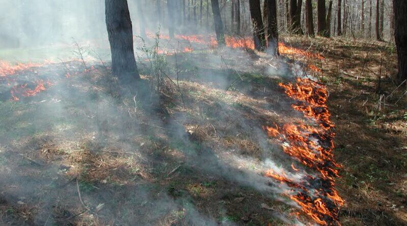 Mississippi Wildlife Officials Highlight Nontraditional Prescribed Fire Technique Photos from Mississippi Department of Wildlife, Fisheries, and Parks's post