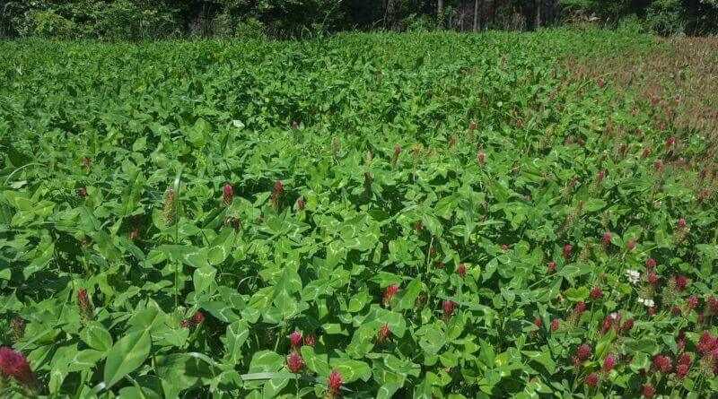 Farmers and landowners urged to understand seed quality for food plots Photos from Mississippi Department of Wildlife, Fisheries, and Parks's post