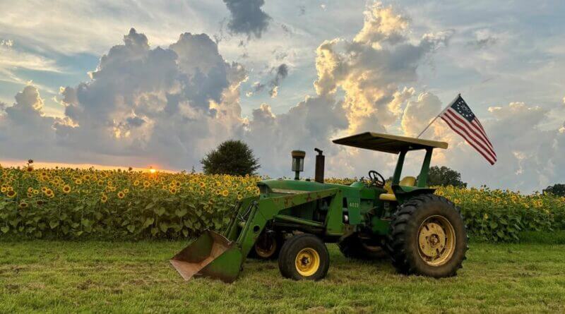 Sunflowers Bloom Brightly This Year, September Looks Promising The sunflowers put on a great show this year, and September is looking promising!🌻