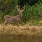 Mississippi Opens 2026 Velvet Deer Season, Requires Harvest Reporting The 2026 Velvet Season is open!