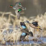 Mississippi Teal Season Opens September 19 Don't miss out on the upcoming September Teal Season starting Saturday, September 19, and running un