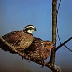 Northern Bobwhite populations decline across Mississippi due to habitat loss This #WildlifeWednesday we are talking about the Northern Bobwhite!