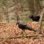 Mississippi Wildlife Officials Explain Seasonal Changes in Wild Turkey Behavior Photos from Mississippi Department of Wildlife, Fisheries, and Parks's post