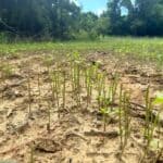 Mississippi wildlife officials offer tips to assess deer herd size Photos from Mississippi Department of Wildlife, Fisheries, and Parks's post