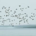 Mississippi Wildlife Officials Clarify Waterfowl Migration Patterns Photos from Mississippi Department of Wildlife, Fisheries, and Parks's post