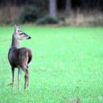 Deer Management Myth Debunked: 'Once a Spike, Always a Spike' Deer Management Myth: “Once a spike, always a spike.”