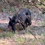 Louisiana-Born Black Bear Detected in Mississippi From Louisiana to Mississippi!