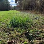 MDWFP posts food-plot advice and two wildlife education events 833937190_1511751490996787_1133404548489799656_n